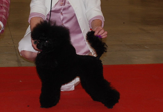 CACIB Kielc.JPG